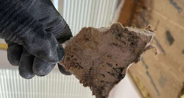 Mold Treatment