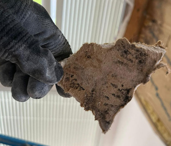 Mold Treatment Mold Treatment