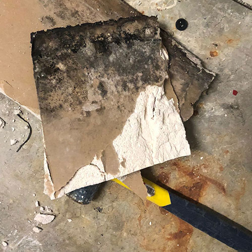 Mold Remediation Mold Remediation